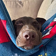 Murphy joined the competition — help win amazing prizes! animal, blanket, blue_blanket, brown_dog, closed_eyes, comfort, couch, cozy, dog, face, fur, home, indoor, napping, nose, pet, relaxed, resting, sleeping, snug
