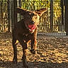 Murphy joined the competition — help win amazing prizes! animal, brown_dog, canine, daytime, dirt_ground, dog, ears_flapping, energetic, excited, fence, happy, motion, nature, outdoor, park, pet, playful, running, sunlight, tongue_out
