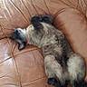 Filou participe au concours pour gagner de l'argent avec cette photo :