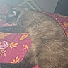 cat, sleeping, lying_down, bed, bedspread, floral_pattern, dark_fur, black_fur, brown_fur, tail, paws, whiskers, indoor, bedroom, cozy, pet, relaxed, nap, flash_photography, portrait
