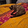 cat, sleeping, siamese_cat, pet, animal, bed, bedroom, blanket, quilt, bedding, floral_pattern, orange, pink, cozy, indoors, relaxed, lying_down, fur, whiskers, home