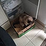 cat, siamese_cat, pet, animal, feline, sitting, cardboard_box, crate, indoors, laundry_room, floor, tile_floor, appliance, storage, corner, home, brown_fur, dark_face, relaxed, candid_photo