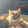 Fancy is registered to the contest to win money with this photo: cat, fluffy, sunlight, indoor, cozy, soft_surface, sock, foot, furniture, table, chair, childrens_furniture, blurred_background, pet, animal, relaxing, warm_light, domestic, cute, home