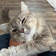 Fancy joined the competition — help win amazing prizes! cat, tabby, pet, animal, feline, paw, fur, indoor, blurred_background, hand, wristband, jeans, sleepy, close_up, stretching, domestic_animal, cute, gray, whiskers, person