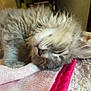 Fancy joined the competition — help win amazing prizes! kitten, sleeping, fluffy, gray, pet, cute, animal, fur, whiskers, closeup, cozy, blanket, indoors, resting, peaceful, young, small, soft, nap, adorable