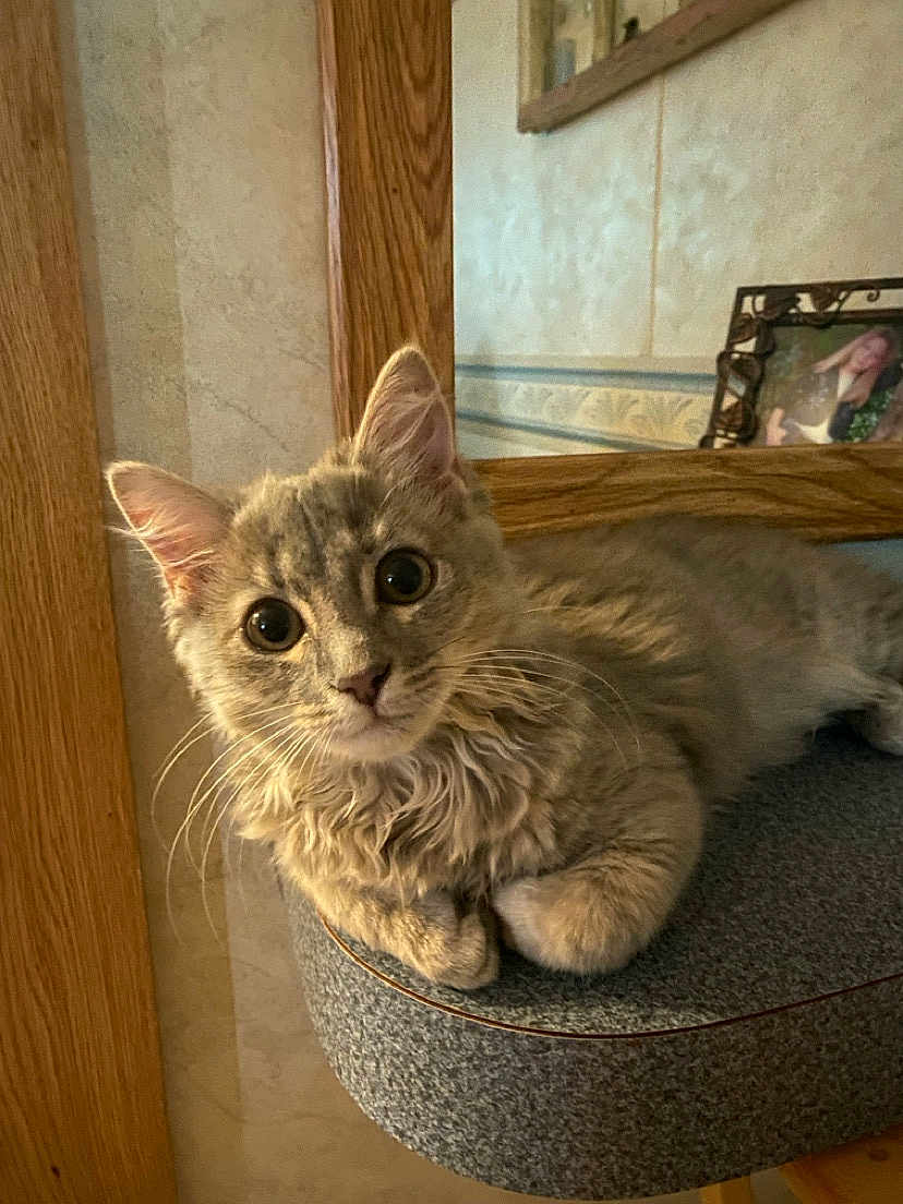 Fancy joined the competition — help win amazing prizes! cat, gray_cat, fluffy, indoor, furniture, wooden_frame, photo_frame, curious_eyes, pet, animal, relaxed, whiskers, ears, face, close_up, resting, soft_fur, looking, young_cat, cozy