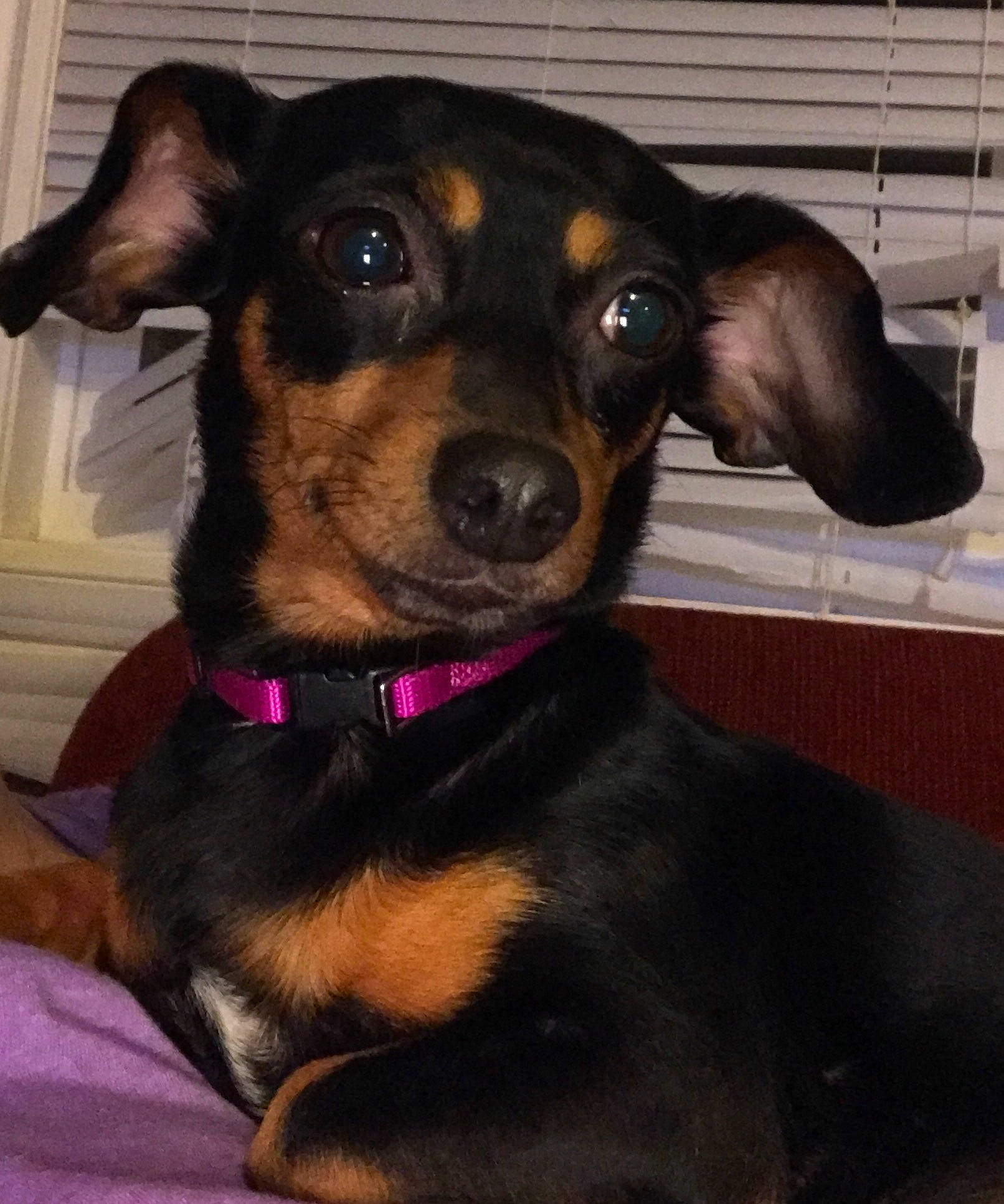 Mia joined the competition — help win amazing prizes! canidae, carnivore, collar, companion_dog, dog, dog_breed, dog_collar, dog_supply, ear, fawn, fur, guard_dog, hat, head, pet_supply, snout, sporting_group, whiskers, working_animal, working_dog