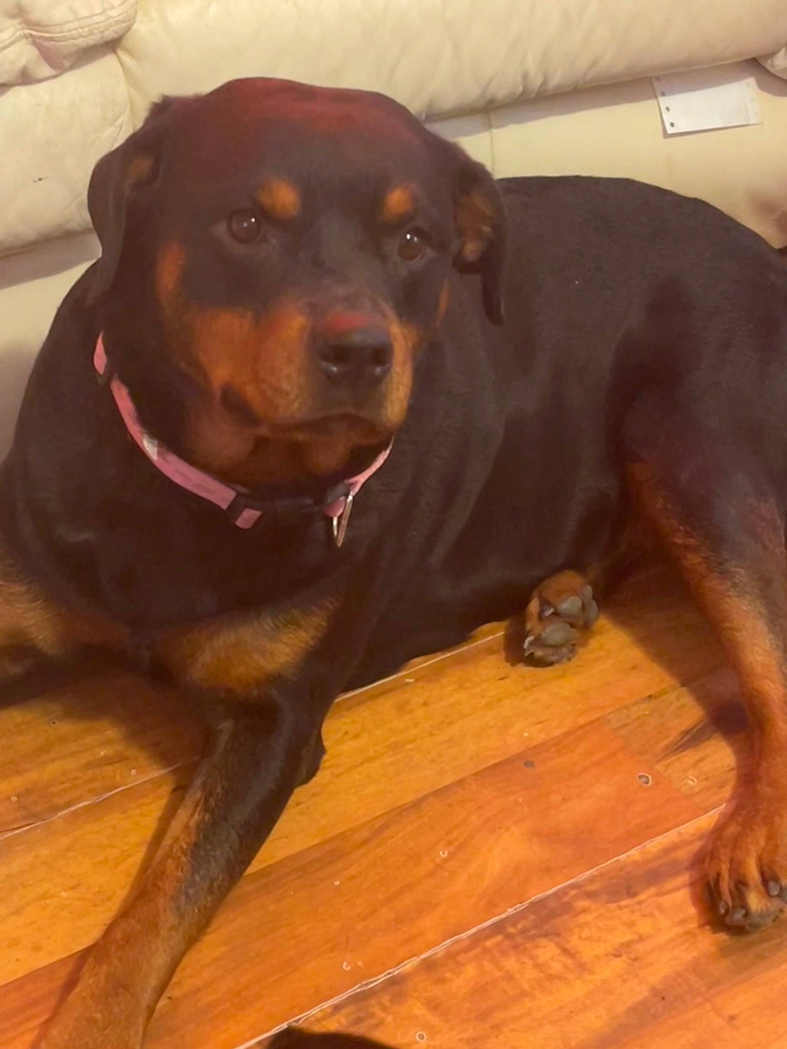 Sansa is registered to the contest to win money with this photo: brown, canidae, carnivore, collar, companion_dog, dog, dog_breed, dog_collar, eye, fawn, fur, hardwood, liver, snout, sporting_group, tail, whiskers, wood, wood_stain, working_animal