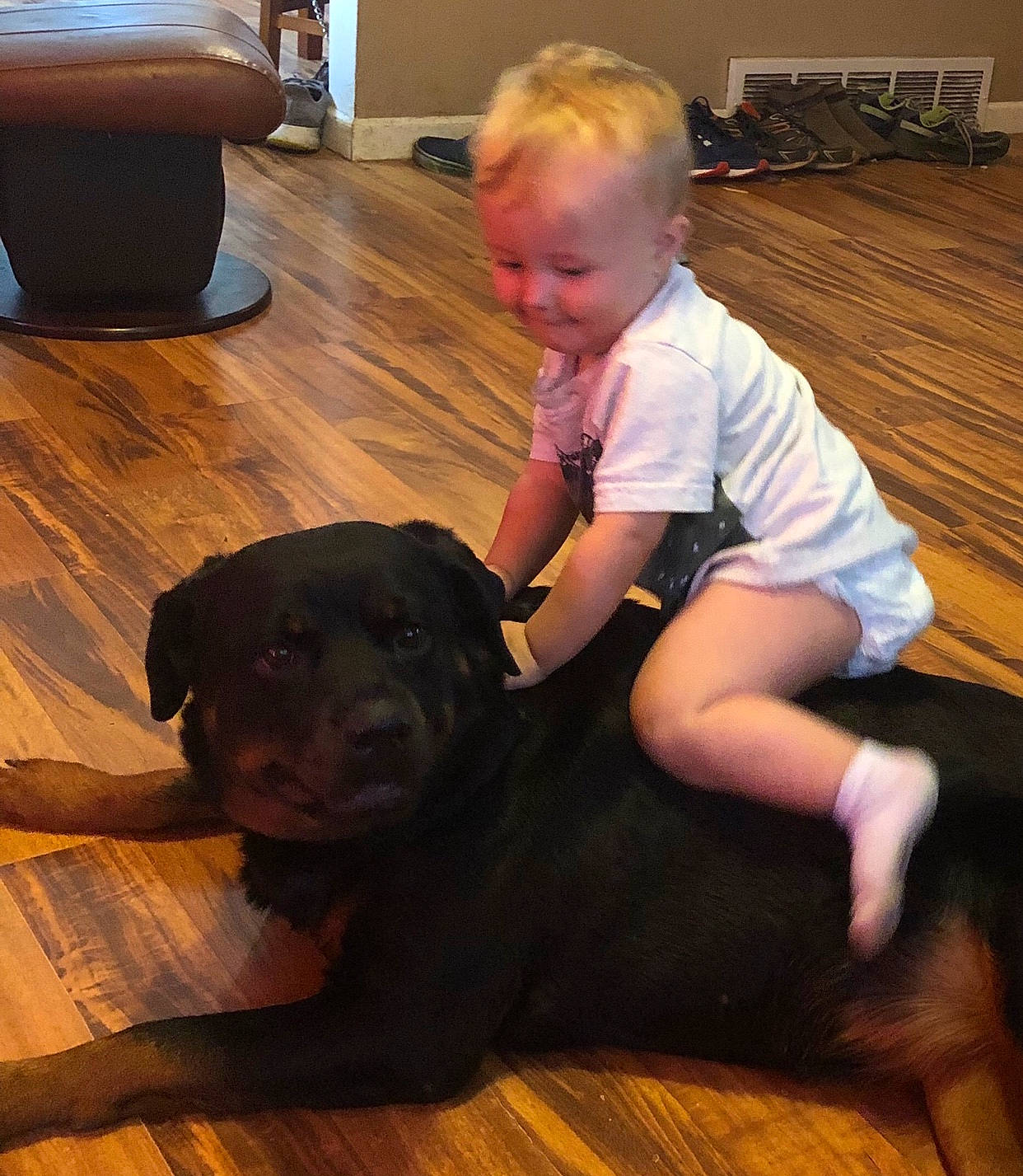 Sofia joined the competition — help win amazing prizes! carnivore, child, comfort, companion_dog, dog, dog_breed, fawn, floor, flooring, fun, hardwood, laminate_flooring, smile, t_shirt, toddler, varnish, wood, wood_flooring, wood_stain, working_animal