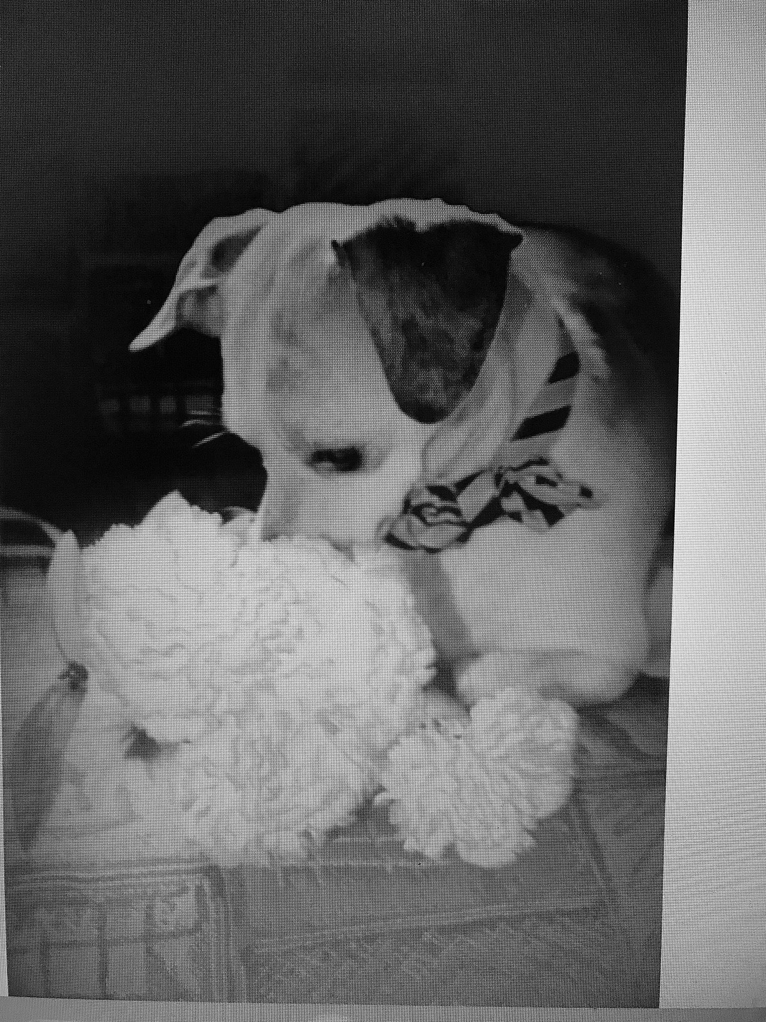 Dawson joined the competition — help win amazing prizes! black_and_white, canidae, carnivore, companion_dog, dog, dog_breed, fur, happy, monochrome, monochrome_photography, snout, sporting_group, still_life_photography, stock_photography, style, sunglasses, toy, toy_dog, vintage_clothing, working_animal