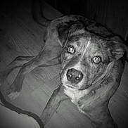 Diesil joined the competition — help win amazing prizes! animal, black_and_white, calm, canine, companion, curious, dog, domestic_animal, ears, eyes, floor, indoor, looking_at_camera, lying_down, nose, pet, portrait, quiet, speckled_coat, wooden_floor
