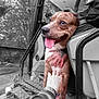 Diesil joined the competition — help win amazing prizes! animal, blurred_background, brown_dog, candid, casual, companion, dog, hand, happy, interior, joyful, outdoor, paws, person, pet, seat, tongue_out, trees, vehicle, window