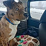 Diesil is registered to the contest to win money with this photo: animal, backseat, blanket, blue_collar, brown_dog, car_interior, companion, cozy, crochet, dog, furry, indoors, looking_out, pet, road_trip, seated, snow, vehicle, window, winter