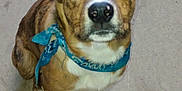 Diesil joined the competition — help win amazing prizes! animal, bandana, blue_bandana, brindle, brown, canine, close_up, concrete_floor, dog, domestic_animal, ears, eyes, fur, indoor, looking_up, nose, pet, portrait, sitting, white_paws