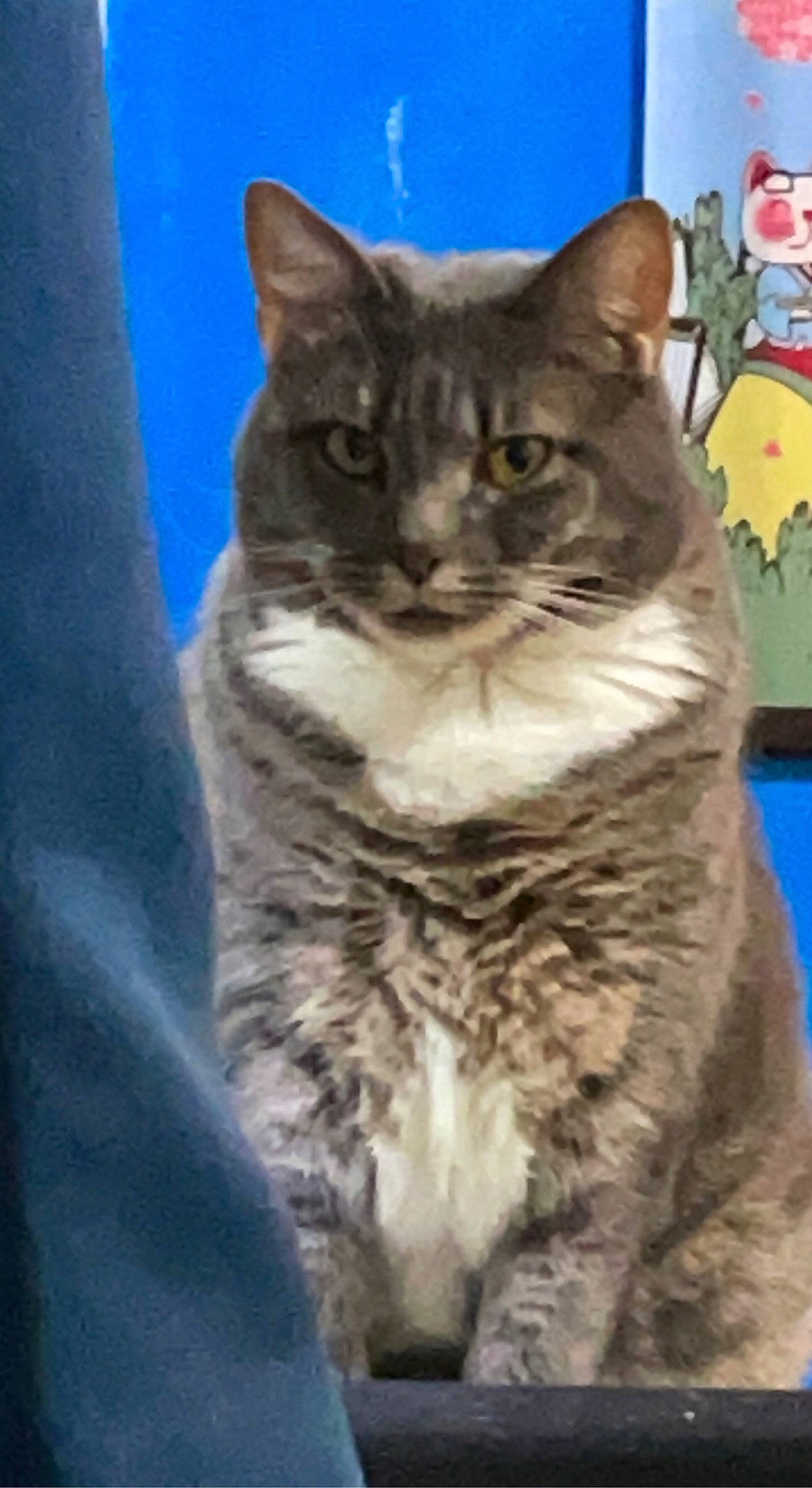 Linda joined the competition — help win amazing prizes! art, carnivore, cat, claw, domestic_short_haired_cat, eye, felidae, fur, head, iris, paw, photo_caption, small_to_medium_sized_cats, snout, terrestrial_animal, tree, whiskers, wildlife, window