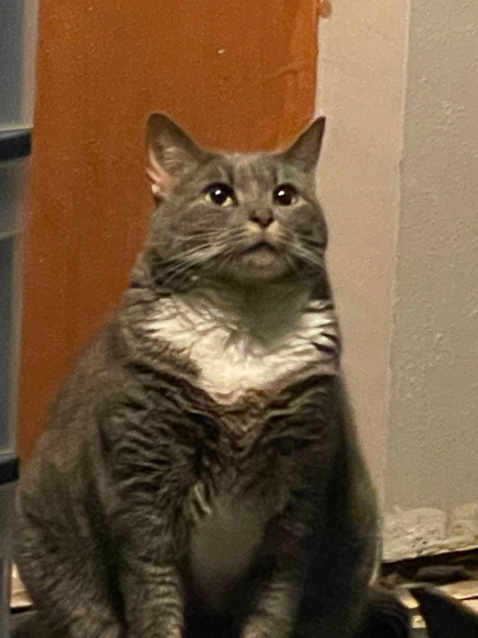 Linda joined the competition — help win amazing prizes! art, carnivore, cat, domestic_short_haired_cat, fawn, felidae, fur, grey, small_to_medium_sized_cats, snout, terrestrial_animal, whiskers