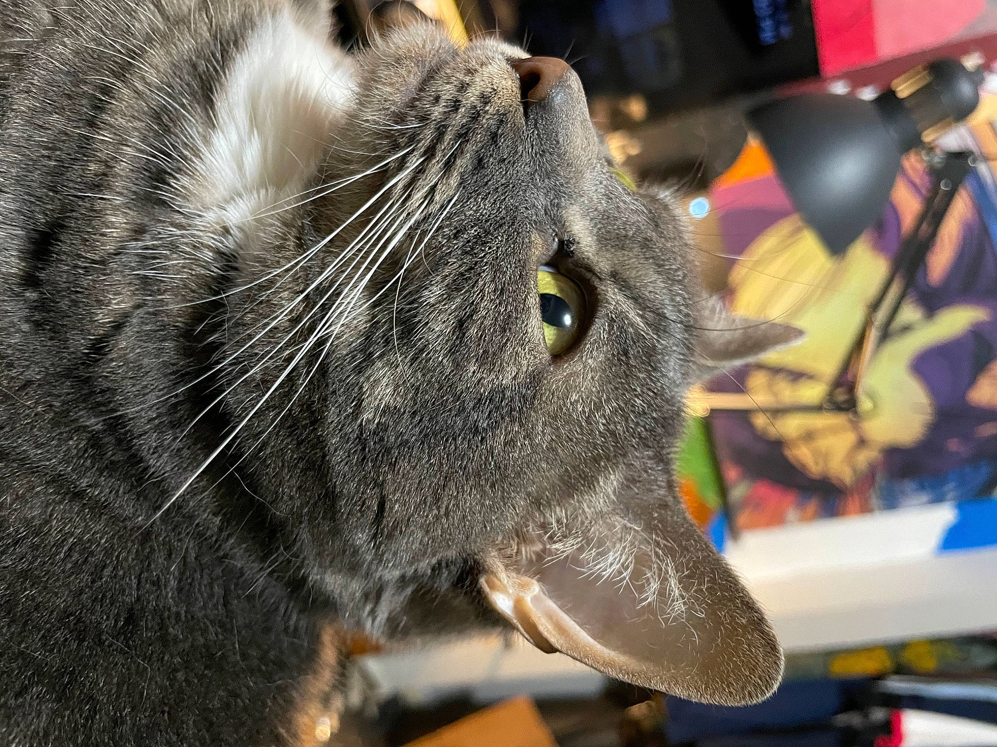 Linda joined the competition — help win amazing prizes! art, carnivore, cat, chartreux, close_up, collar, dog, dog_breed, domestic_short_haired_cat, felidae, fur, grey, small_to_medium_sized_cats, snout, terrestrial_animal, whiskers, wildlife, working_animal