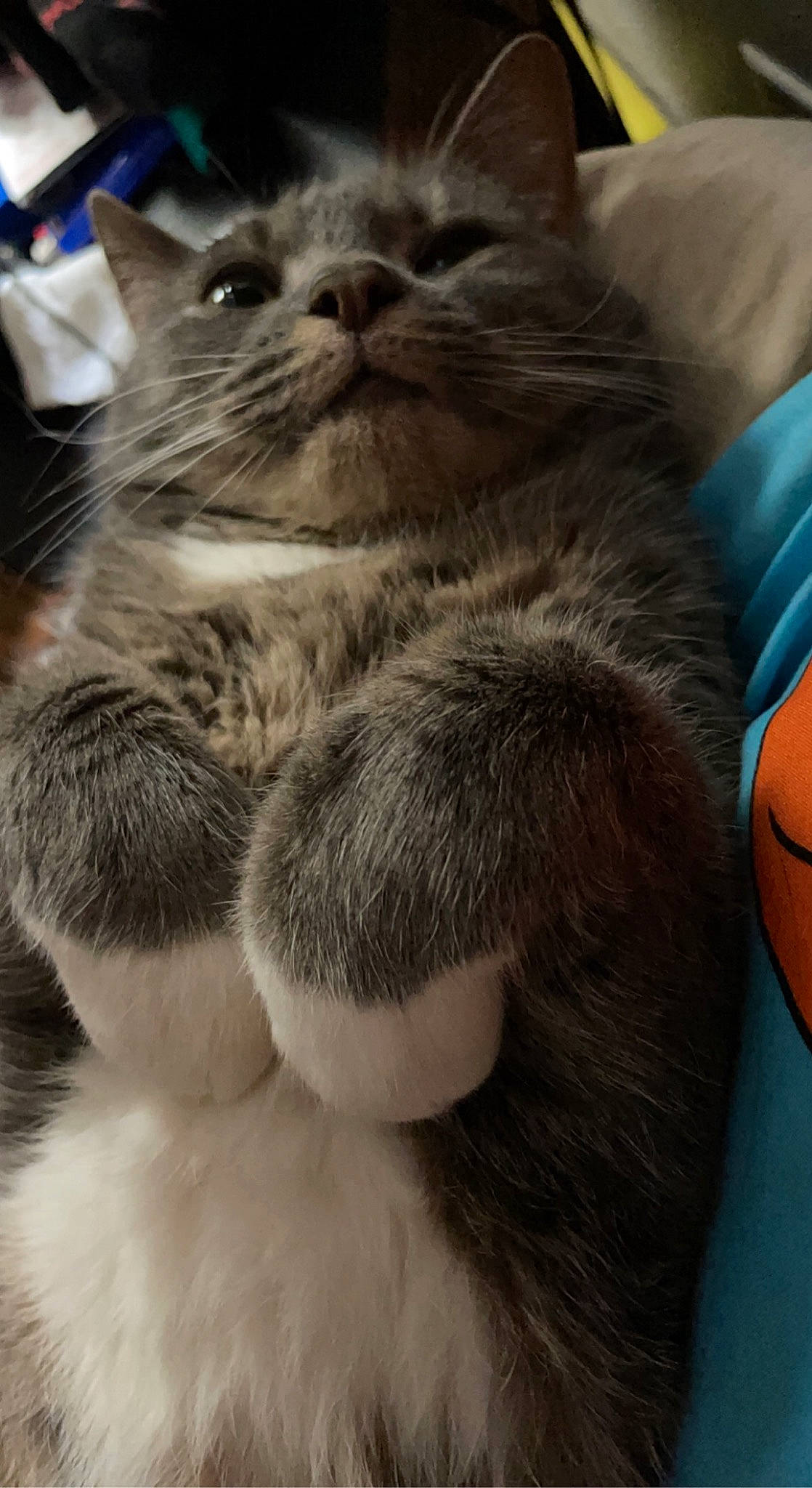 Linda joined the competition — help win amazing prizes! black_cat, box, british_longhair, carnivore, cat, claw, comfort, domestic_short_haired_cat, eye, fawn, felidae, fur, grey, paw, small_to_medium_sized_cats, snout, tail, terrestrial_animal, vertebrate, whiskers