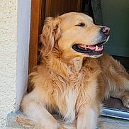 Marley participe au concours pour gagner de l'argent avec cette photo : golden_retriever, dog, pet, canine, animal, fur, tongue, mouth, doorway, relaxed, happy, outdoor, portrait, resting, friendly, mammal, domestic_animal, close_up, cute, fluffy