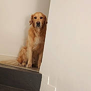 Marley a rejoint le concours — aidez-le/la à gagner de superbes lots ! dog, golden_retriever, stairs, indoor, wall, pet, animal, sitting, calm, brown_fur, quiet, corner, floor, step, domestic_animal, looking, portrait, house, home, resting
