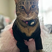 Sally joined the competition — help win amazing prizes! animal, black, blurred_background, carpet, cat, clothing, collar, cute, domestic_animal, ears, feline, floor, indoor, pet, pink, posing, sweater, tabby_cat, tutu, whiskers