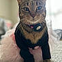 animal, black, blurred_background, carpet, cat, clothing, collar, cute, domestic_animal, ears, feline, floor, indoor, pet, pink, posing, sweater, tabby_cat, tutu, whiskers