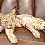 Sally is registered to the contest to win money with this photo: animal, brown_leather_couch, cat, close_up, cute, domestic_cat, feline, fur, indoor, laying_down, paws, pet, plush_toy, relaxed, resting, shaved_patch, striped, tabby_cat, toy_mouse, whiskers