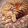 Sally joined the competition — help win amazing prizes! animal, bed, blanket, cat, cozy, curled_up, cute, domestic_animal, feline, floral_pattern, fur, indoor, paw, pet, relaxed, resting, sleeping, soft, tabby, whiskers