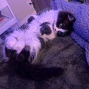 Annie is registered to the contest to win money with this photo: cat, fluffy, black_and_white, pet, lying_down, blanket, indoor, curious, furniture, cozy, soft_texture, sleepy, cute, animal, domestic, relaxed, resting, bedroom, blue_blanket, whiskers