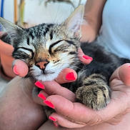Mojo participe au concours pour gagner de l'argent avec cette photo : cat, kitten, tabby, sleeping, hands, nails, pink_nails, close_up, pet, animal, cute, feline, resting, fur, whiskers, paw, human_hand, relaxation, domestic_animal, blurred_background
