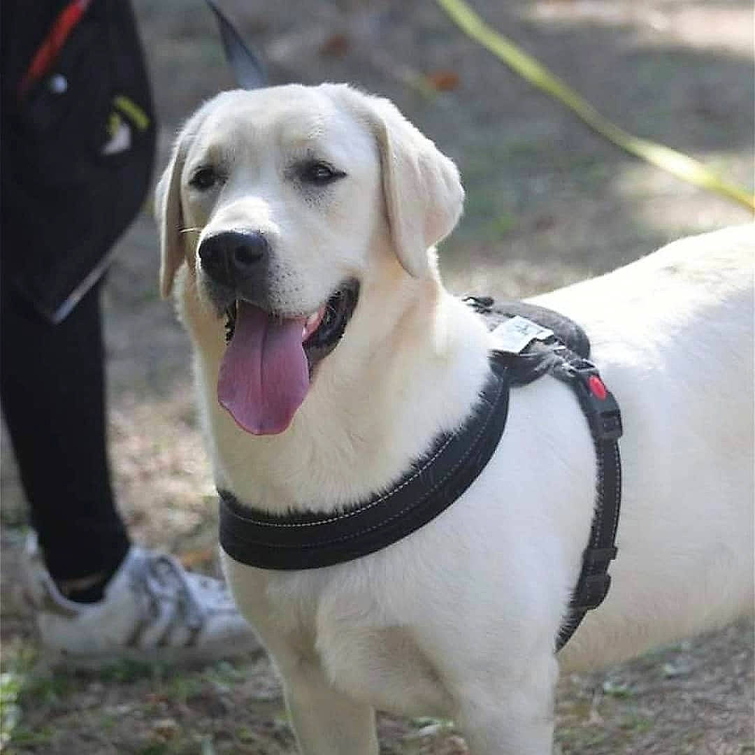 Karma participe au concours pour gagner de l'argent avec cette photo : adventure, canidae, carnivore, collar, companion_dog, dog, dog_breed, dog_collar, dog_supply, fawn, grass, leash, paw, pet_supply, retriever, sporting_group, tail, whiskers, working_animal, working_dog