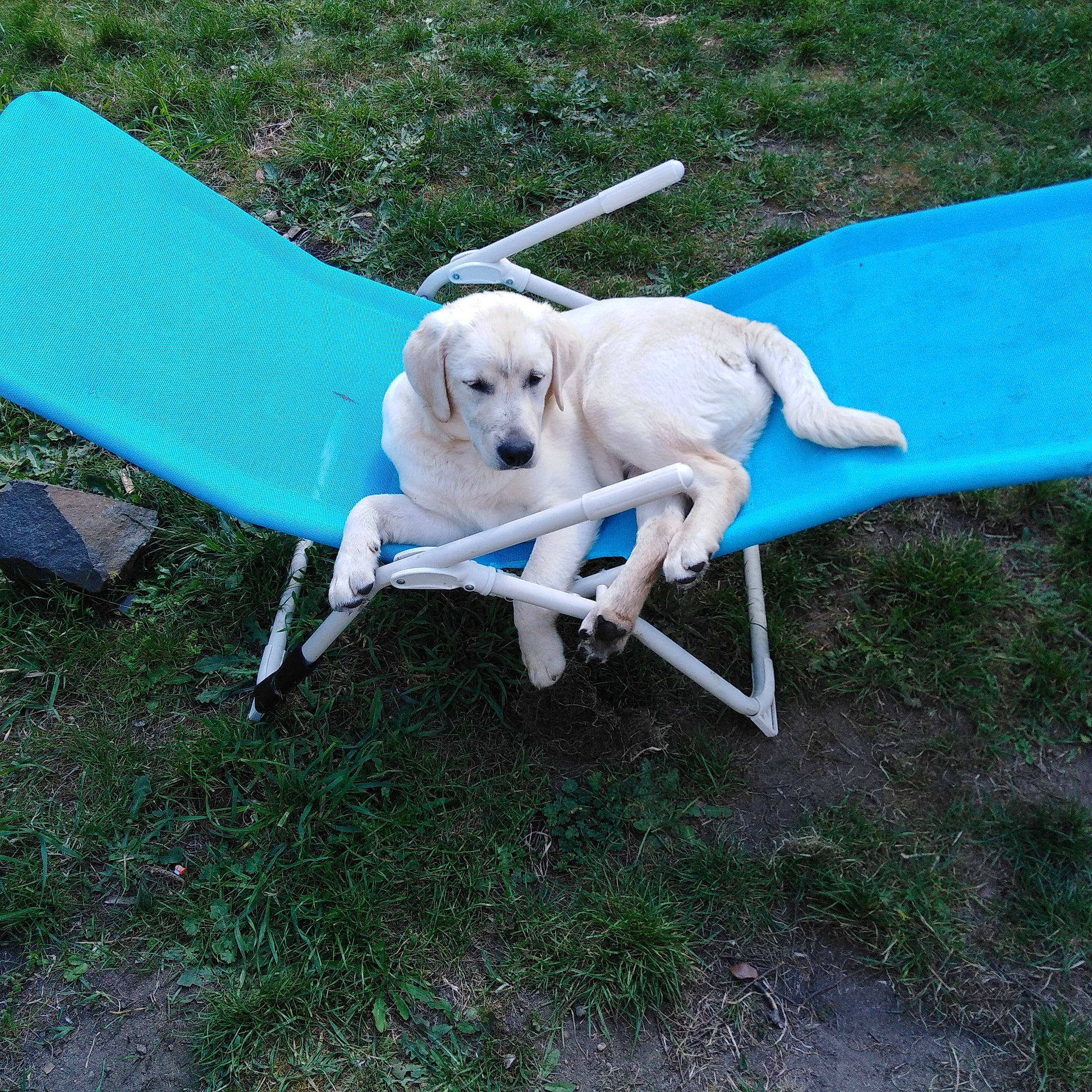 Karma participe au concours pour gagner de l'argent avec cette photo : canidae, carnivore, chair, companion_dog, dog, dog_breed, dog_supply, electric_blue, fashion_accessory, fawn, grass, gun_dog, leisure, outdoor_furniture, pet_supply, plant, recreation, sporting_group, tail, working_animal