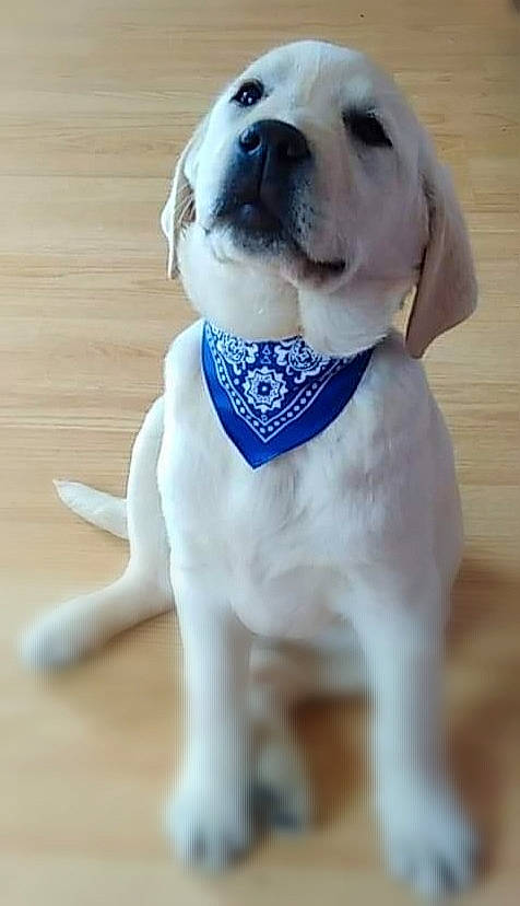 Karma a rejoint le concours — aidez-le/la à gagner de superbes lots ! canidae, carnivore, collar, companion_dog, dog, dog_breed, dog_collar, dog_supply, fawn, fur, hardwood, paw, pet_supply, snout, sporting_group, tail, whiskers, wood, working_animal, working_dog