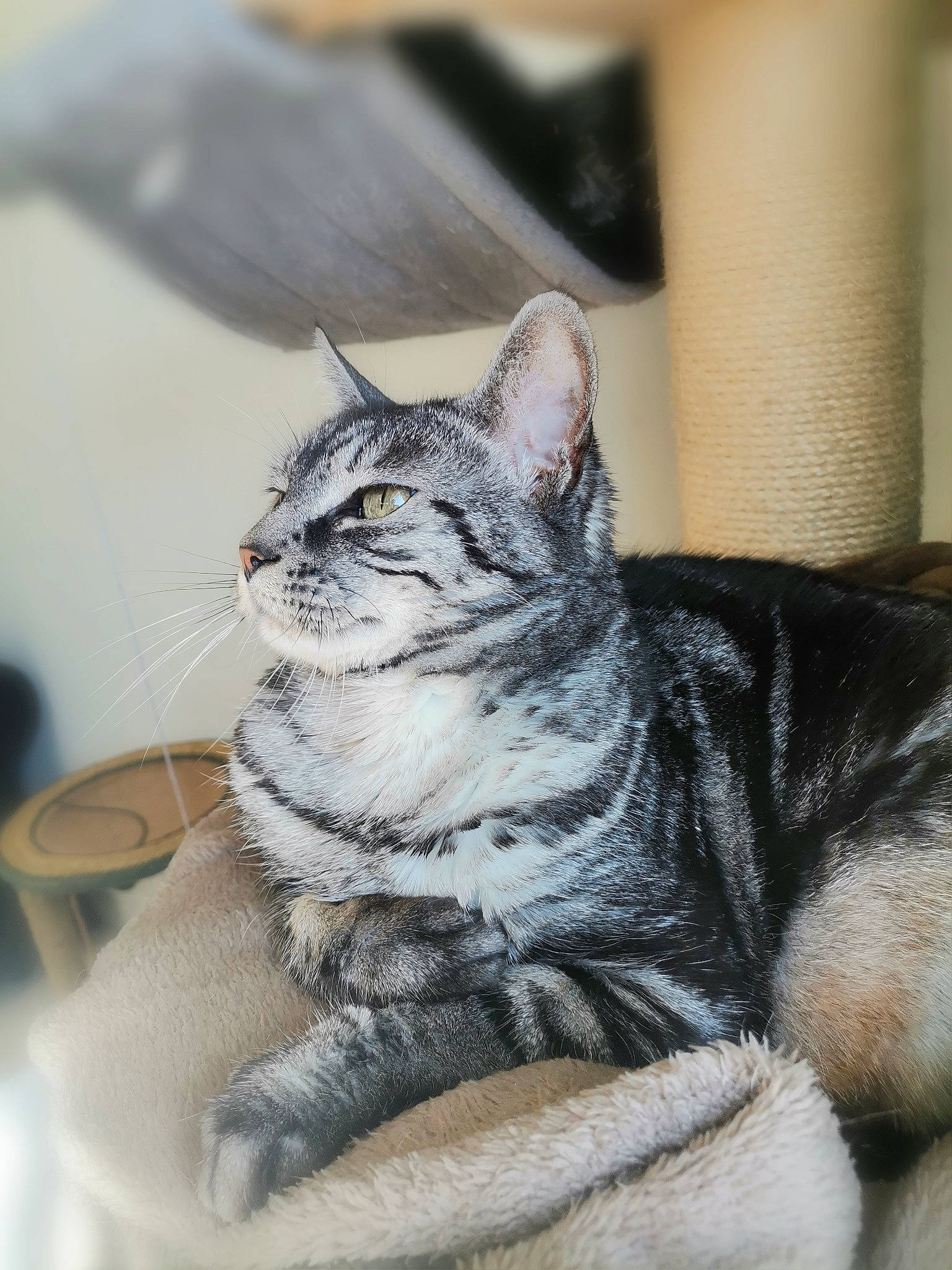 Lizzy participe au concours pour gagner de l'argent avec cette photo : carnivore, cat, claw, domestic_short_haired_cat, ear, felidae, fur, grey, paw, sitting, small_to_medium_sized_cats, snout, tail, terrestrial_animal, whiskers, wildlife, window