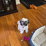 Millie joined the competition — help win amazing prizes! dog, pet, floor, wooden_floor, toy, pet_bed, indoor, fur, small_dog, cute, animal, home, cozy, play, rest, collar, living_room, domestic_animal, flooring, comfortable