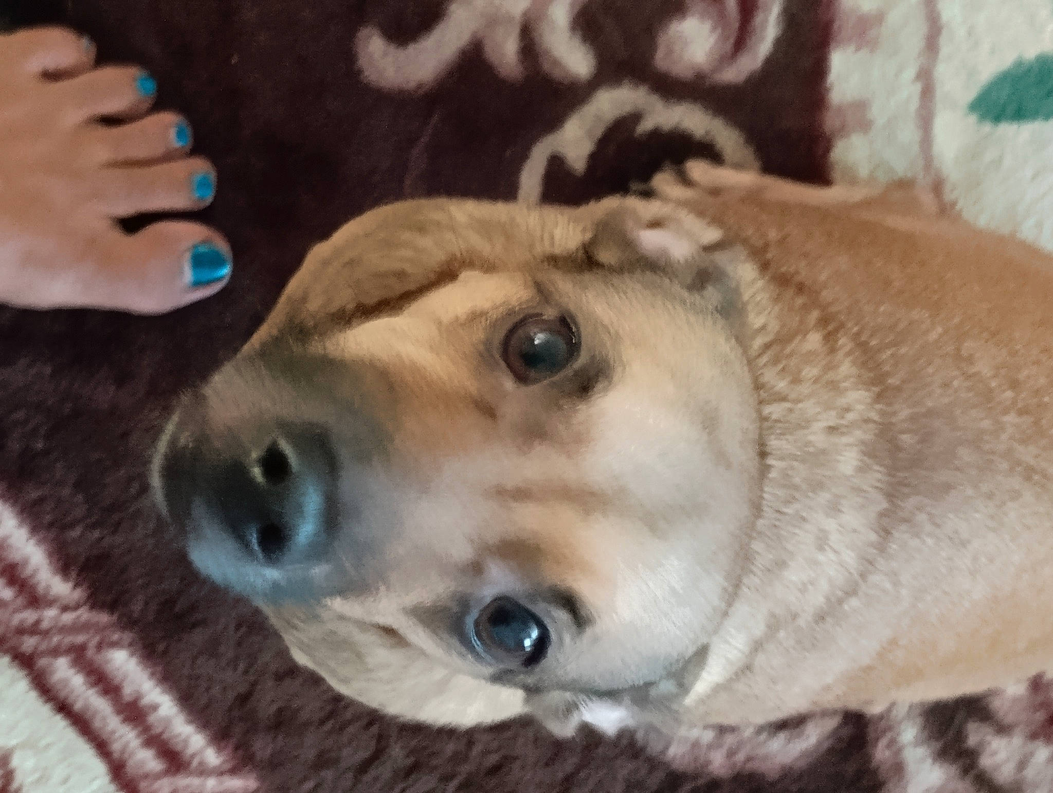 Casino joined the competition — help win amazing prizes! canidae, carnivore, collar, companion_dog, dog, dog_breed, ear, eyelash, fawn, fur, gesture, nail_care, nail_polish, retriever, snout, sporting_group, terrestrial_animal, thumb, whiskers, working_animal