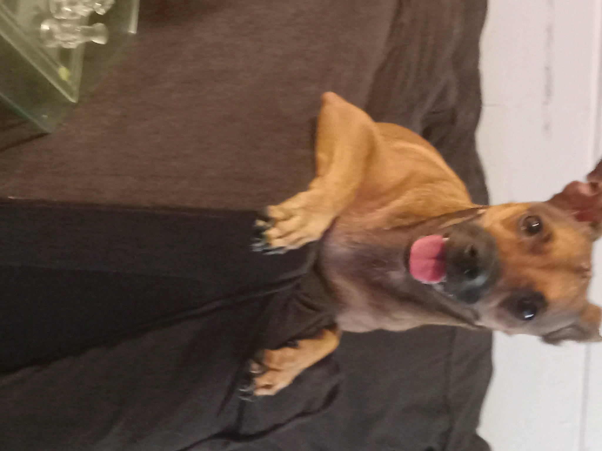 Casino joined the competition — help win amazing prizes! canidae, carnivore, collar, comfort, companion_dog, dog, dog_breed, dog_supply, ear, fawn, fur, german_shepherd_dog, jaw, non_sporting_group, paw, pet_supply, sporting_group, whiskers, working_animal