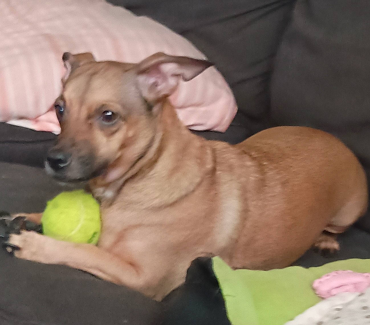 Casino is registered to the contest to win money with this photo: biting, canidae, carnivore, collar, companion_dog, dog, dog_breed, dog_clothes, dog_supply, dog_toy, fawn, paw, pet_supply, snout, sporting_group, tennis_ball, toy_dog, whiskers, working_animal, wrinkle