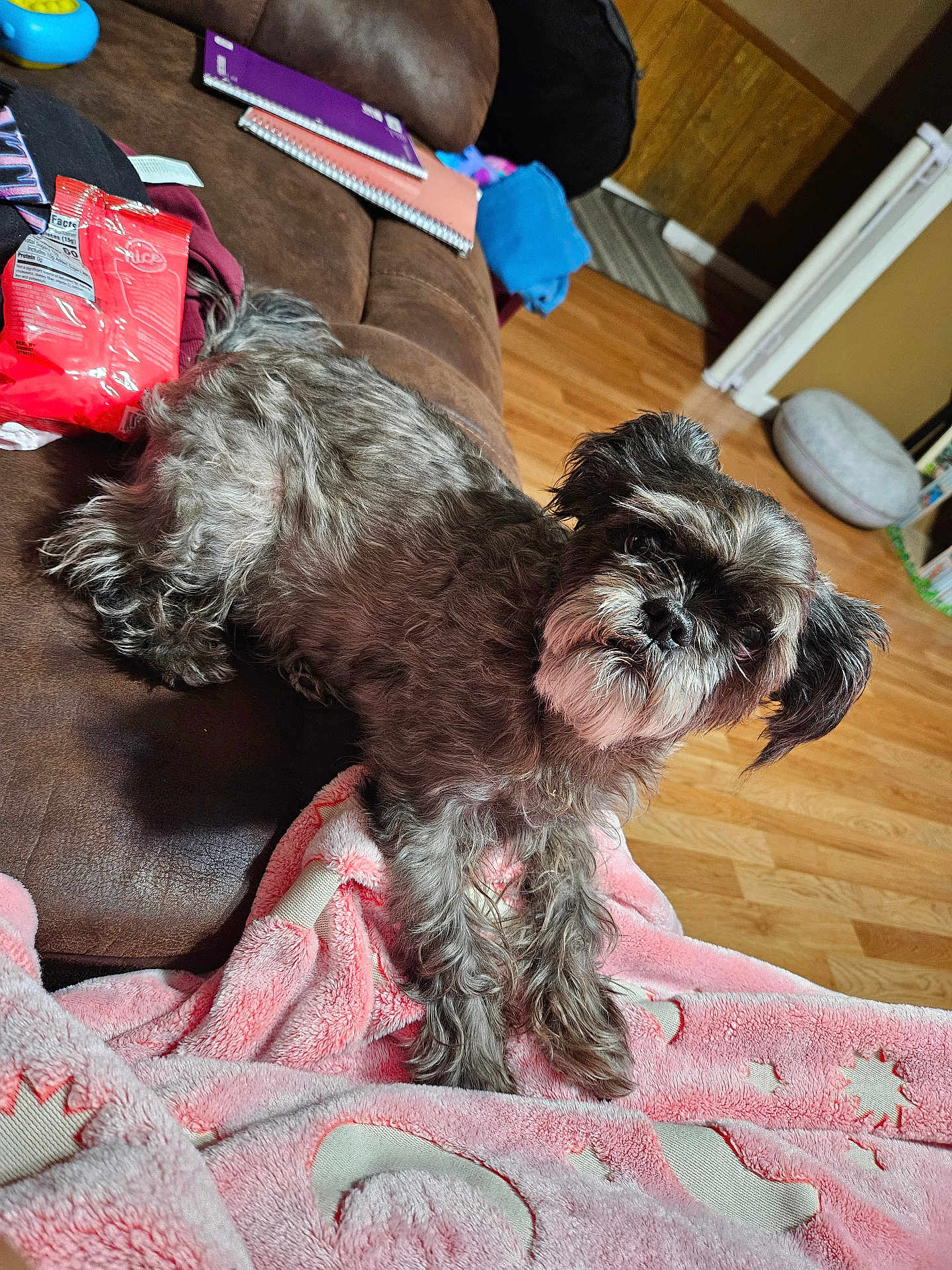 Gummybear joined the competition — help win amazing prizes! blanket, close_up, couch, cozy, cushion, cute, dog, fur, hardwood_floor, living_room, looking_at_camera, notebook, paw, pet, pet_bed, portrait, relaxed, small_dog, snack_bag, whiskers