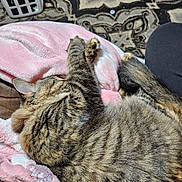 Pumpkin is registered to the contest to win money with this photo: blanket, cat, close_up, couch, cozy, fur, home, indoor, laundry_basket, leg, nap, patterned_rug, paw, pet, pink_blanket, rug, sleeping, stripes, tabby_cat, whiskers