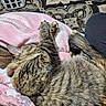 blanket, cat, close_up, couch, cozy, fur, home, indoor, laundry_basket, leg, nap, patterned_rug, paw, pet, pink_blanket, rug, sleeping, stripes, tabby_cat, whiskers