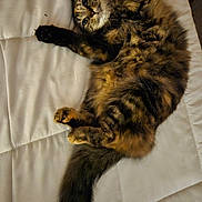 Pumpkin joined the competition — help win amazing prizes! cat, feline, longhair, tabby, fluffy, bed, bedding, quilt, remote_control, paw, whiskers, stretching, playful, indoor, pet, tail, closeup, cozy, looking_up, fur_pattern