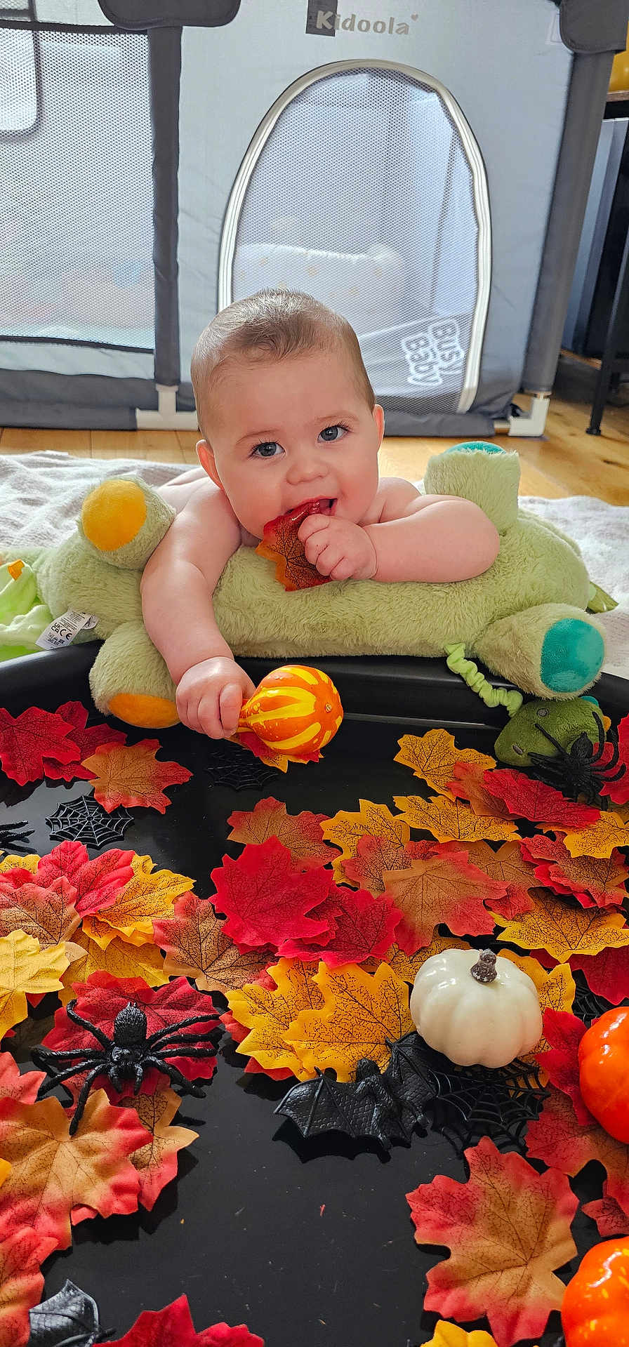 Marley joined the competition — help win amazing prizes! autumn, baby, bat, chewing, child, colorful, cute, decorations, fall_leaves, festive, floor, gourd, holiday, indoor, playpen, plush_toy, pumpkin, smiling, spider, toy