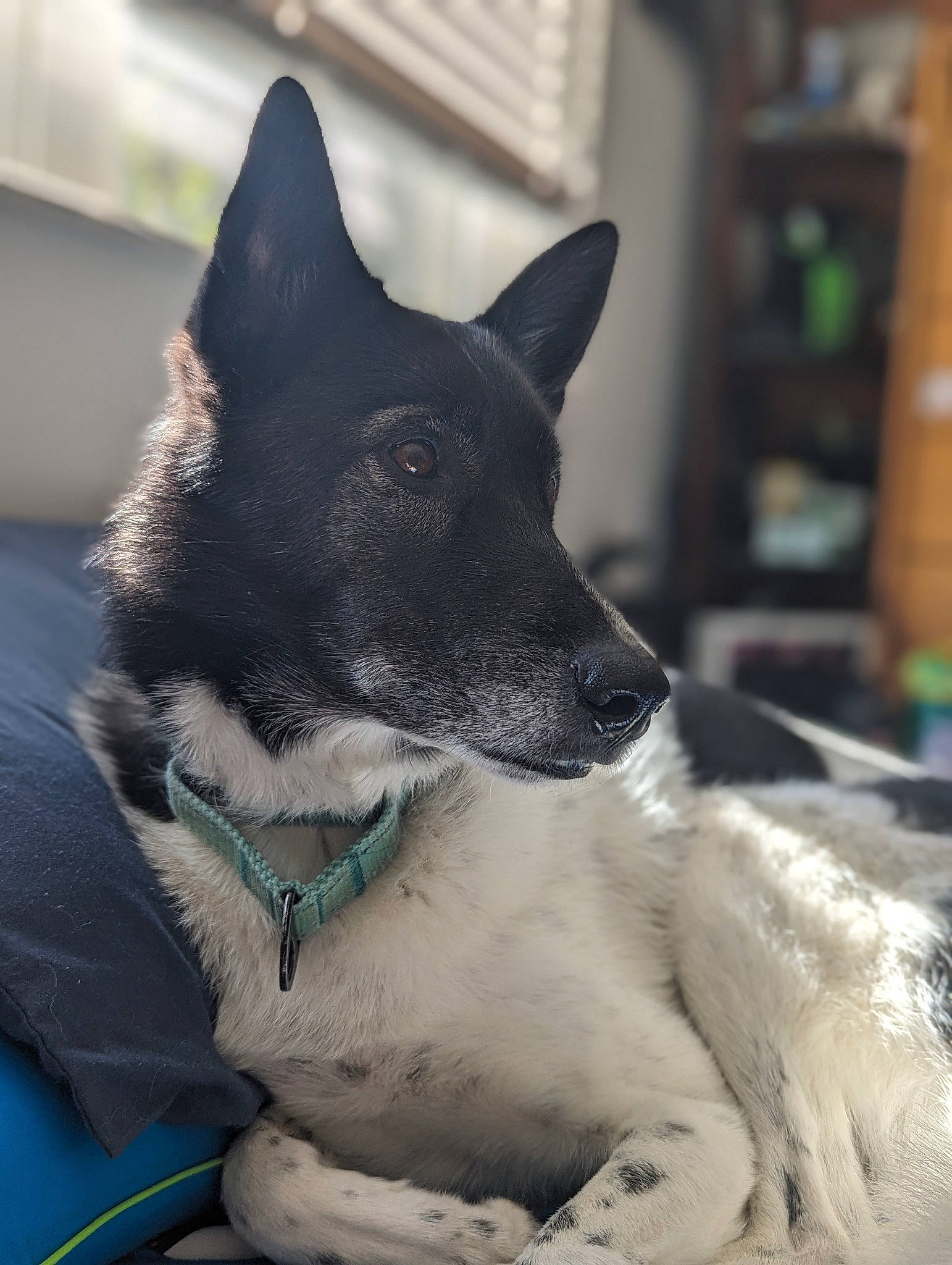 Journey is registered to the contest to win money with this photo: canidae, carmine, carnivore, collar, companion_dog, dog, dog_breed, dog_collar, electric_blue, foot, fur, grey, herding_dog, plant, shelf, snout, sporting_group, whiskers, working_animal, working_dog