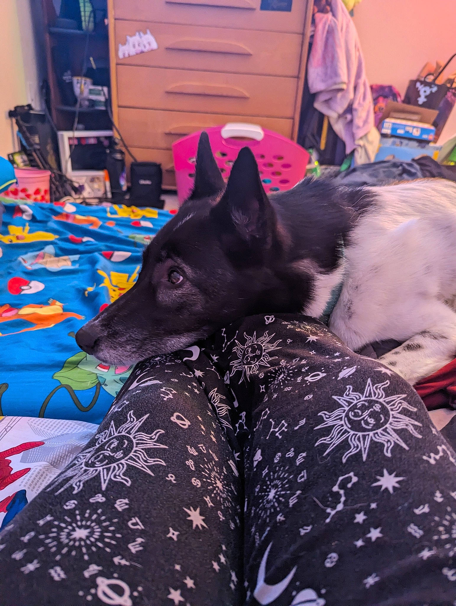 Journey joined the competition — help win amazing prizes! canidae, carmine, carnivore, comfort, companion_dog, dog, dog_breed, fur, grey, linens, magenta, non_sporting_group, pattern, purple, recreation, snout, sporting_group, tire, working_animal, working_dog