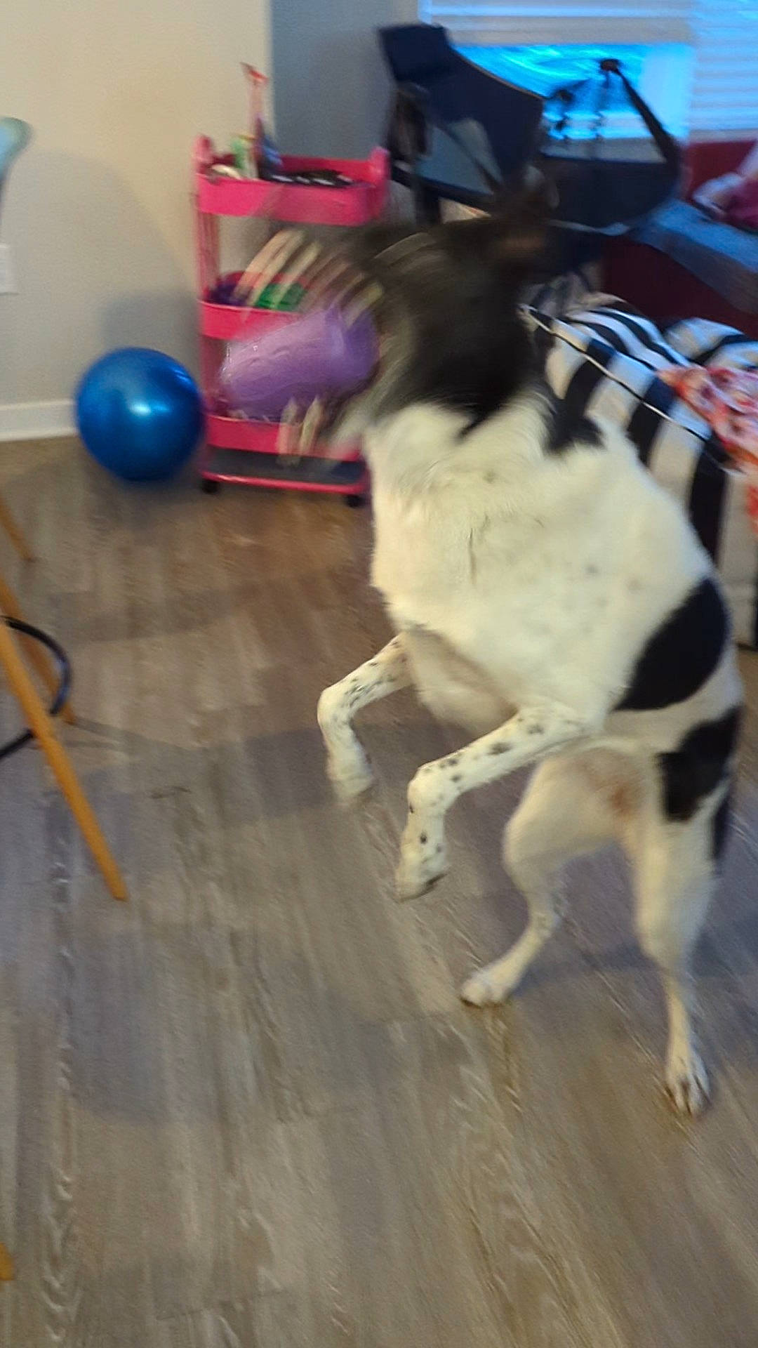 Journey joined the competition — help win amazing prizes! balloon, carnivore, collar, companion_dog, dog, dog_breed, dog_supply, event, fawn, floor, flooring, fur, hardwood, laminate_flooring, leash, party_supply, tail, wood, wood_flooring, working_animal