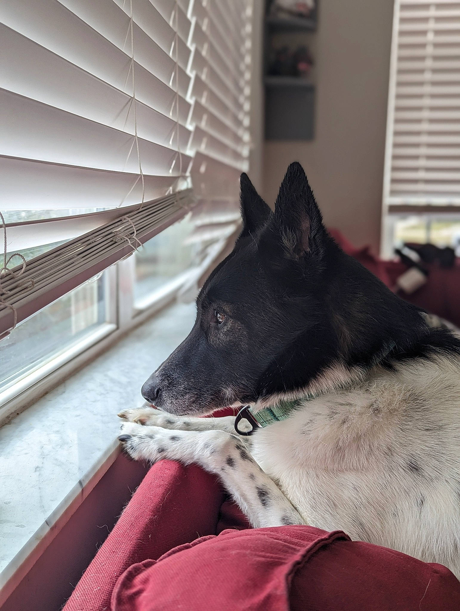 Journey joined the competition — help win amazing prizes! canidae, carmine, carnivore, collar, comfort, companion_dog, dog, dog_breed, felidae, fur, grey, guard_dog, snout, sporting_group, tints_and_shades, whiskers, window, window_blind, window_treatment, working_animal