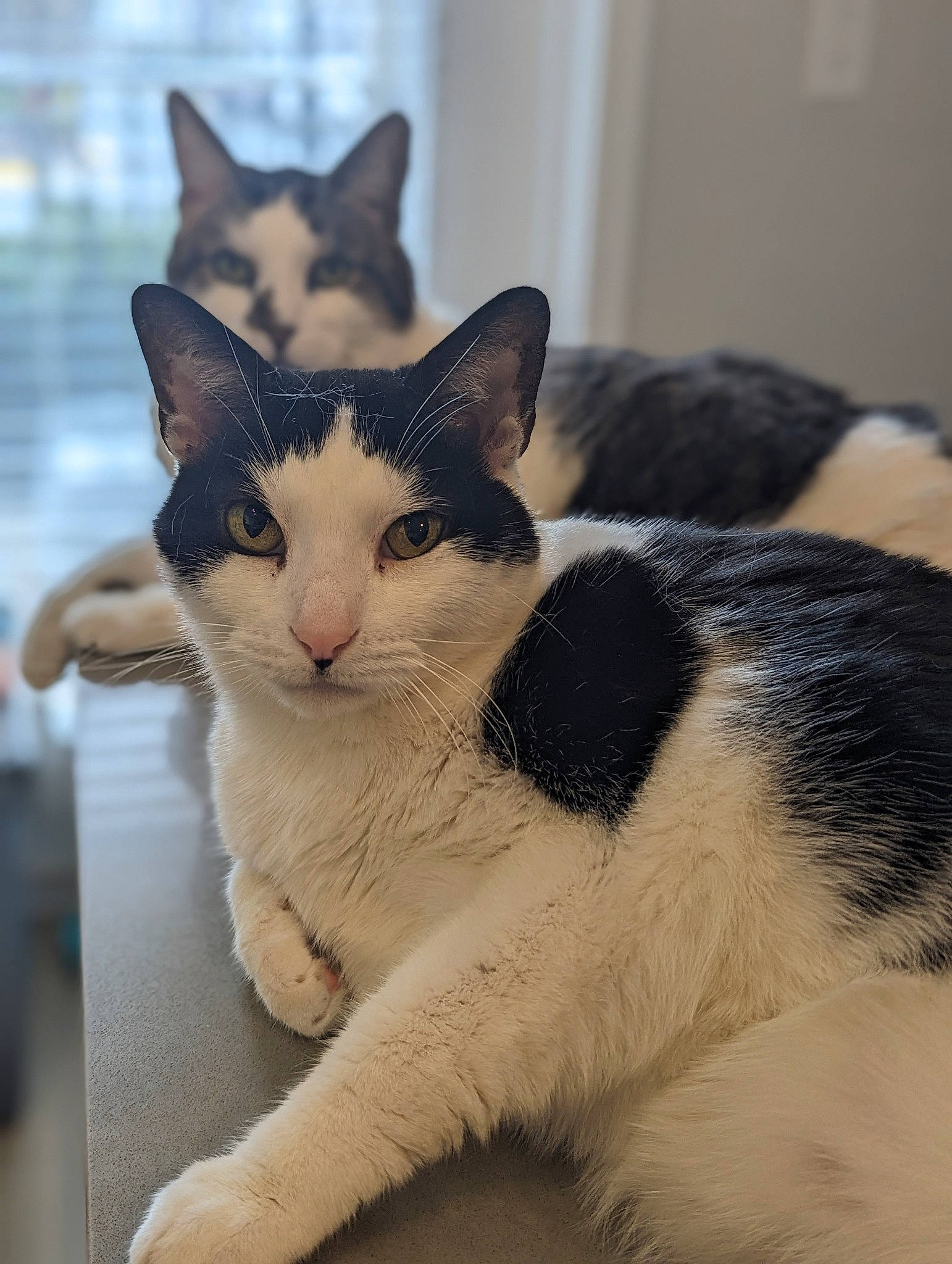 Simon is registered to the contest to win money with this photo: carnivore, cat, close_up, comfort, domestic_short_haired_cat, eye, felidae, fur, head, paw, sitting, small_to_medium_sized_cats, snout, tail, terrestrial_animal, whiskers