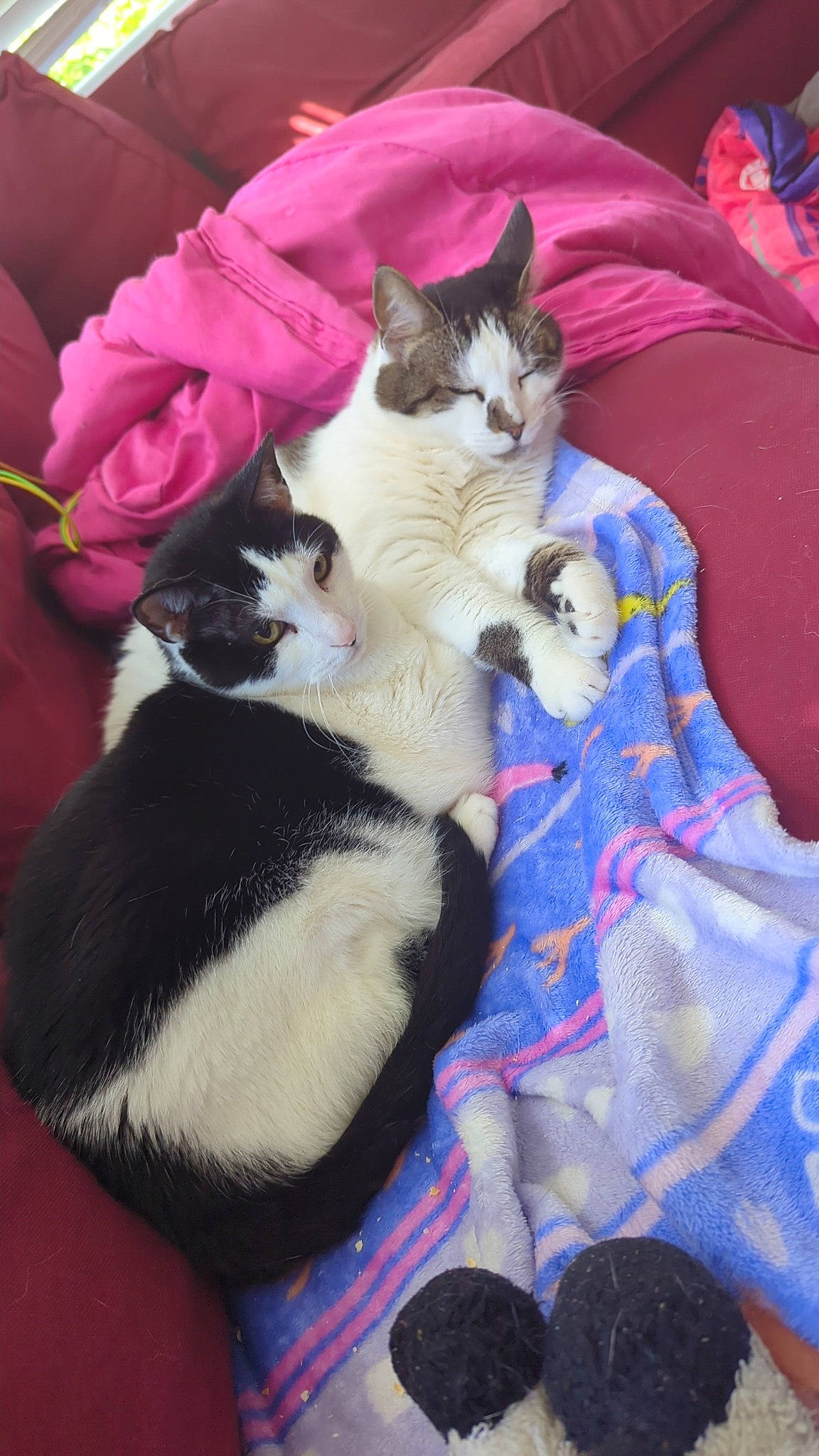 Simon is registered to the contest to win money with this photo: carnivore, cat, comfort, domestic_short_haired_cat, felidae, fur, lap, linens, magenta, mammal, pattern, paw, pink, plant, small_to_medium_sized_cats, tail, vertebrate, whiskers