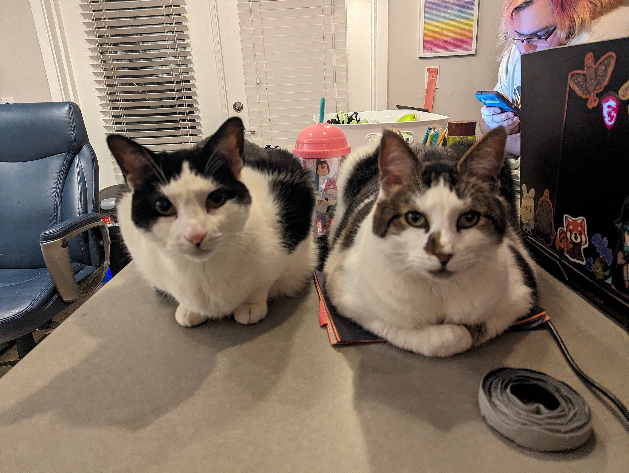 Simon joined the competition — help win amazing prizes! box, carnivore, cat, chair, domestic_short_haired_cat, felidae, flooring, fur, mammal, paw, plant, sitting, small_to_medium_sized_cats, tail, whiskers, window